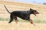 DOBERMANN 979